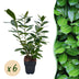 GreenboutiQ Prunus laurocerasus Novita: Immergrüne Heckenpflanze, 6er Set Bild 1