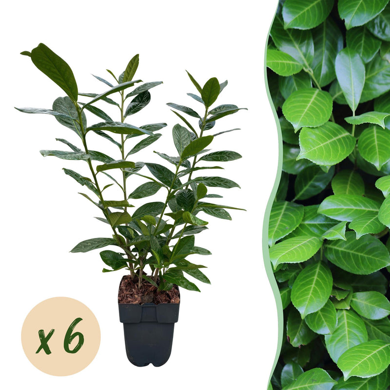 GreenboutiQ Prunus laurocerasus Novita: Immergrüne Heckenpflanze, 6er Set