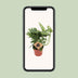 Monstera Monkey Leaf - Ø12cm Topf - ca. 30cm Höhe Bild 5