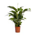 Spathiphyllum Bellini - Friedenslilie Ø24cm H100cm Bild 1
