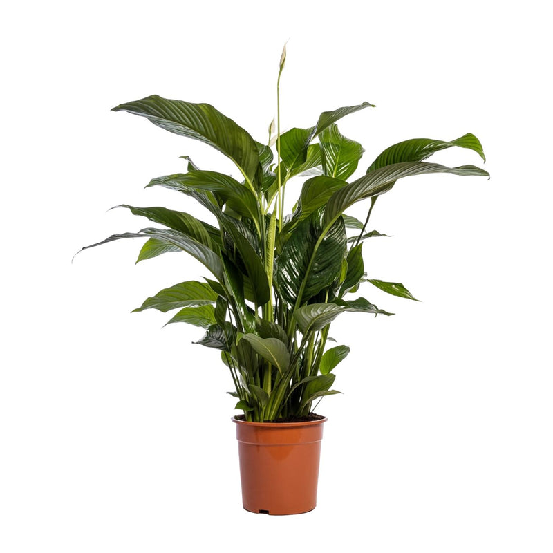 Spathiphyllum Bellini - Friedenslilie Ø24cm H100cm