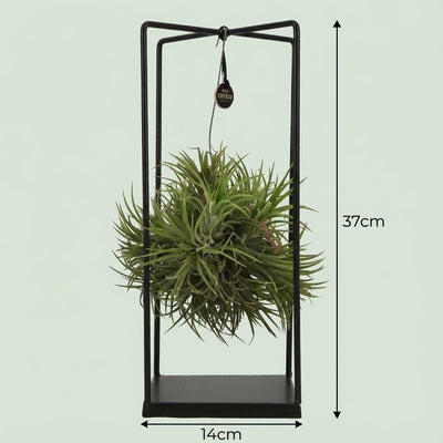 Tillandsia Luftpflanze im Deko-Übertopf - 37cm