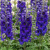 Green boutiQ - Perennial - Delphinium (P) Black Knight - Larkspur - Bee and Butterfly Attractors - Purple - 24 Plants - Pot 11cm - Height 15-25cm Bild 4