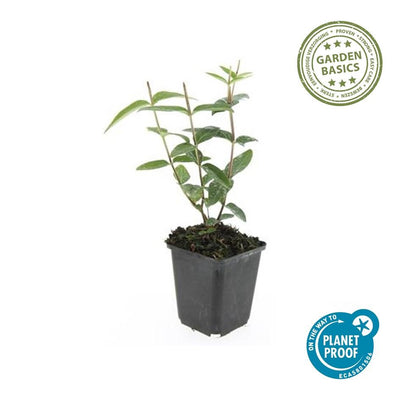 60x Hypericum inodorum 'Rheingold' - ↕10-25cm - Ø9cm