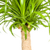 Beaucarnea Recurvata Stamm mit Korb Ø21cm - Pflegeleicht & dekorativ Bild 5