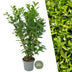 Große Kirschlorbeer Pflanzen Rotundifolia 125-150 cm für 10m Hecke Bild 1