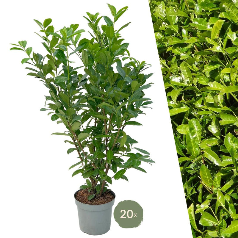 Große Kirschlorbeer Pflanzen Rotundifolia 125-150 cm für 10m Hecke