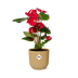 Anthurium Red in ELHO Vibes Fold Pot 14 cm Yellow Bild 1