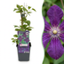 6x Clematis Viticella Polish Spirit - Waldrebe Polish Spirit - Lila - Kletterpflanze - Ø9cm - ↕35cm Bild 1