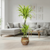 Dracaena Deremensis Lemon Lime Ø21cm - 90-110cm Bild 8