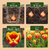 15x Triumph Tulpen Mix: Bunte Frühlingspracht für Ihren Garten Bild 4