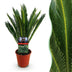 Green boutiQ - Zimmerpflanze - Cycas revoluta - Palmfarn - Wenig Pflege - Grün - 1 - Topf 14cm - Höhe 45cm Bild 1