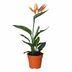 Strelitzia Reginae (Paradiesvogelblume) P13 - 35cm Bild 1