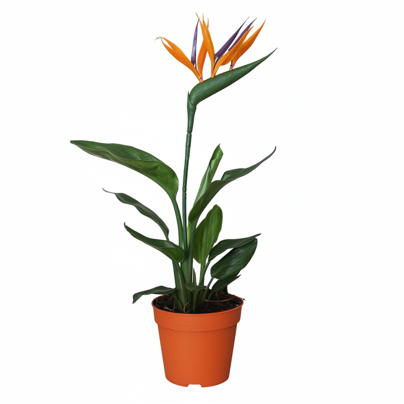 Strelitzia Reginae (Paradiesvogelblume) P13 - 35cm