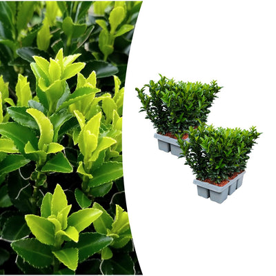 2x 6er-Pack Euonymus 'Green Spire' – Ø 7 cm – ↨ 15 cm