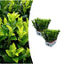 2x 6er-Pack Euonymus 'Green Spire' – Ø 7 cm – ↨ 15 cm Bild 1