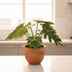 Künstlicher Philodendron Xanadu - 20cm Kunstpflanze Bild 2