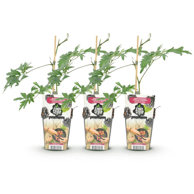 GreenboutiQ Dornenlose Brombeere 'Thornless Evergreen' - 3 Pflanzen