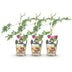 GreenboutiQ Thornless Blackberry 'Thornless Evergreen' - 3 Plants Bild 2