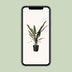 Alocasia Lauterbachiana XL – Tropischer Dschungel-Flair für Ihr Zuhause Bild 6