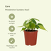 Philodendron Scandens Brasil - 4er Set, Topf Ø12cm Bild 5