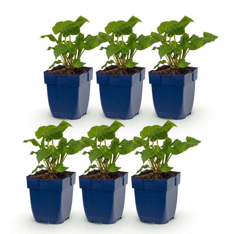 Green boutiQ - Perennial - Persicaria Tricolour - Knotweed - Shade - Red - Pink - White - 6 Plants - Pot 11cm - Height 15-25cm