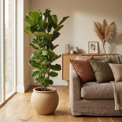 Ficus Lyrata Bush - 160 cm - Fiddle-leaf Fig, Ø27