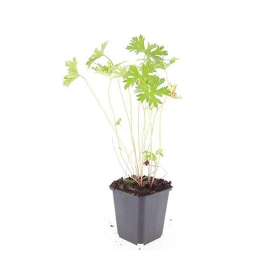 Geranium 'Johnson's Blue' Staude - 10-25cm - Ø9cm