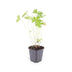 Geranium 'Johnson's Blue' Staude - 10-25cm - Ø9cm Bild 2