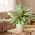Dieffenbachia Vesuvius - XL Zimmerpflanze Ø27cm - ↕80cm Bild 3