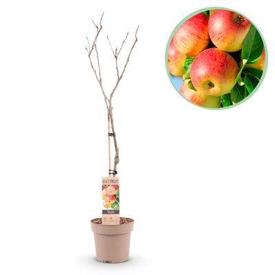 Jonagold Apfelbaum Malus domestica - Gelbgrüner Apfel, Topf 21cm