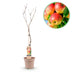 Jonagold Apfelbaum Malus domestica - Gelbgrüner Apfel, Topf 21cm Bild 1