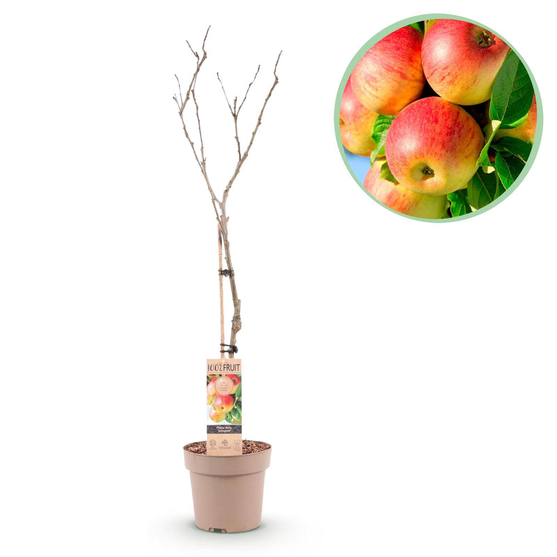 Jonagold Apfelbaum Malus domestica - Gelbgrüner Apfel, Topf 21cm