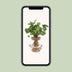 Syngonium Pixie Hydroponic Plant in a Ø12cm Pot Bild 5