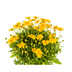 Coreopsis grandiflora Ø19cm - ↕50-60cm - Leuchtend gelbe Blüten Bild 5