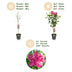 GreenboutiQ - Stamm Pflanze - Hibiscus syriacus Magenta Chiffon® - Terrassen Pflanze - Laubabwerfend - Winterhart - Rosa Blüte - Topf 19cm Höhe 90cm Bild 4