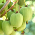 3x Mini-Kiwi 'Issai', Bio, 45cm Topf Ø13cm, Selbstfruchtend Bild 3