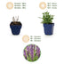 Green boutiQ - Perennial - Salvia nem. Sense Deep Pink - Sage - Bee and Butterfly Attractors - Pink - 6 Plants - Pot 11cm - Height 15-25cm Bild 3
