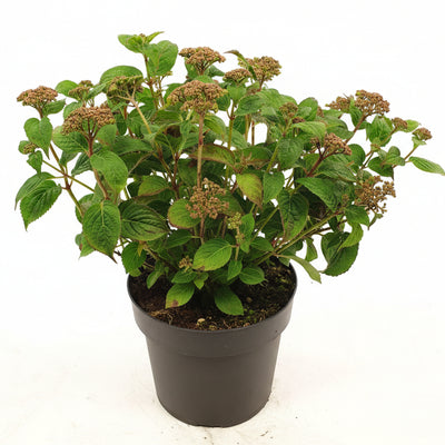 Hortensie 'Pink Petticoat' im 19cm Topf, 25cm hoch, blüht Rosa