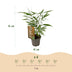 Green boutiQ Bambus 'Asian Wonder' - 18 Pflanzen, Topf 14cm, 35cm hoch Bild 3