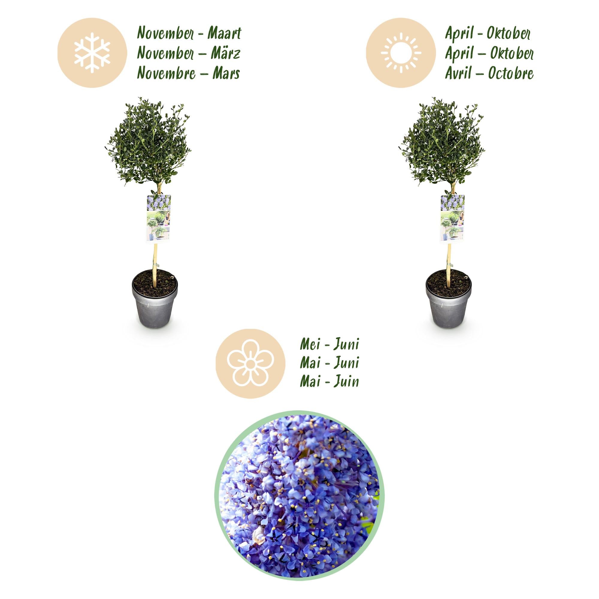 GreenboutiQ - Stamm Pflanze - Ceanothus impressus Victoria - Terrassenpflanze - Immergrün - Winterhart - Lila Blüte - Topf 19cm Höhe 90cm