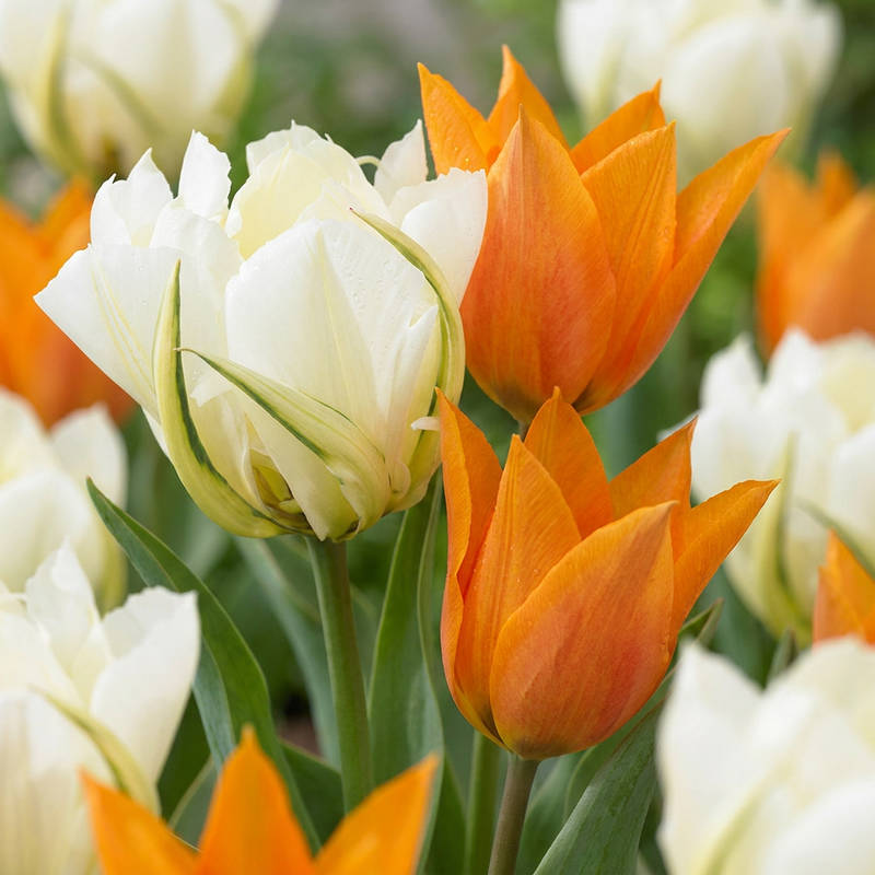 15x Tulpenzwiebeln Sunbath - Gelb-Weiß - Blütezeit April-Mai