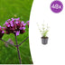 48x Zwerg-Eisenkraut 'Lollipop' (10-25cm) - Ø9cm Bild 1
