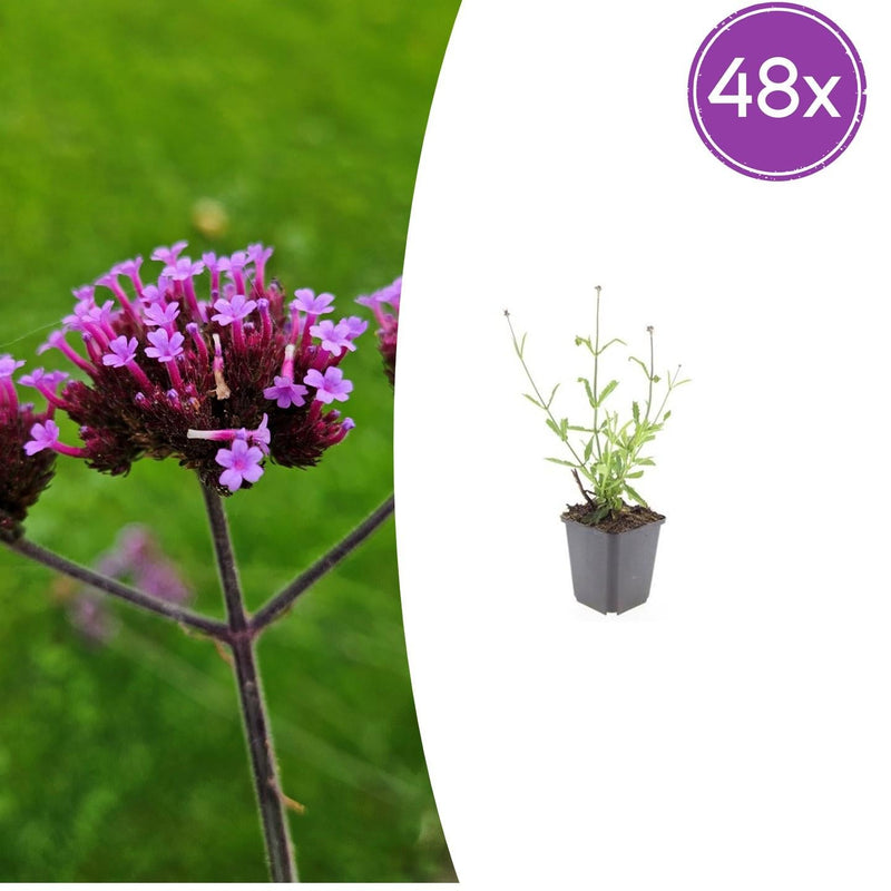 48x Zwerg-Eisenkraut 'Lollipop' (10-25cm) - Ø9cm
