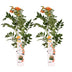 2x Campsis 'Indian Summer' Trompetenblume ↨65cm Ø15 Bild 1