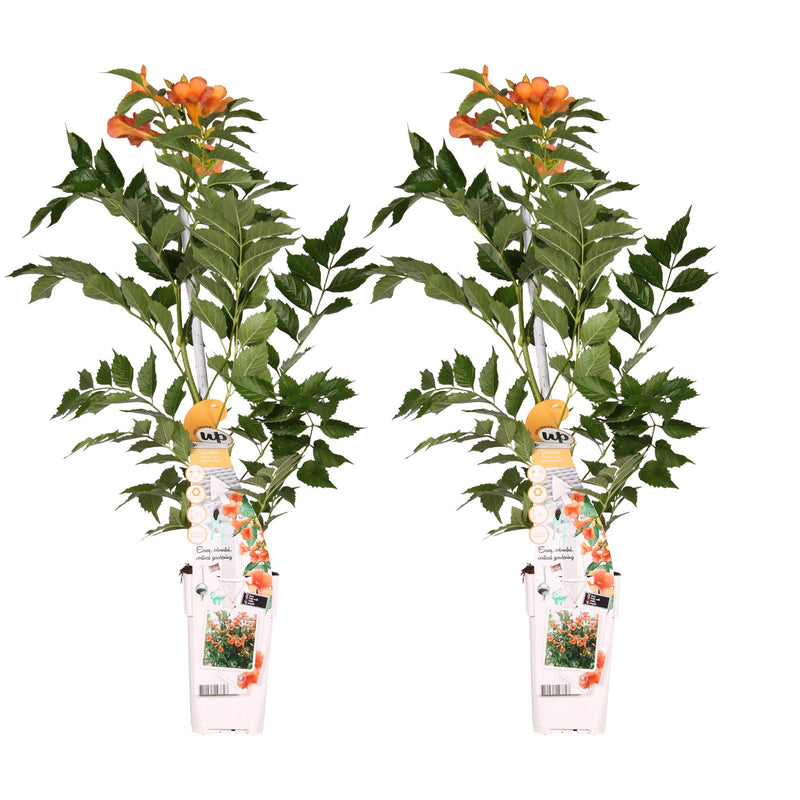 2x Campsis 'Indian Summer' Trompetenblume ↨65cm Ø15