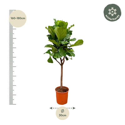 Ficus Lyrata Baum (Geigenfeige) - 180 cm - Ø30 cm Topf