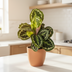 Calathea Medallion im 17cm Topf, 40-50cm hoch Bild 4