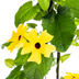 4x Thunbergia alata Sunny Susy Gelb Ø13cm, Kletterpflanze, 60cm Bild 4