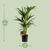 Howea Forsteriana Kentia Palme - Ø19cm Topf, 100cm hoch Bild 2